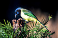 North American Birds Pt.2
