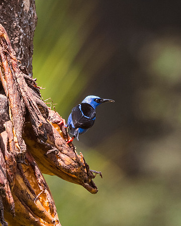 Red Legged Honeycreeper
