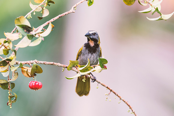 Olive Back Euphonia
