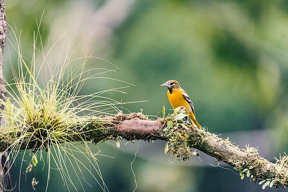 Palm Tanager