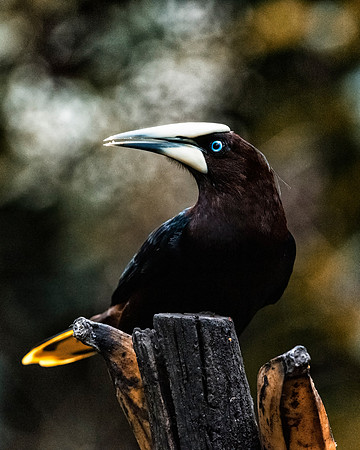 Chested Headed Oropendola