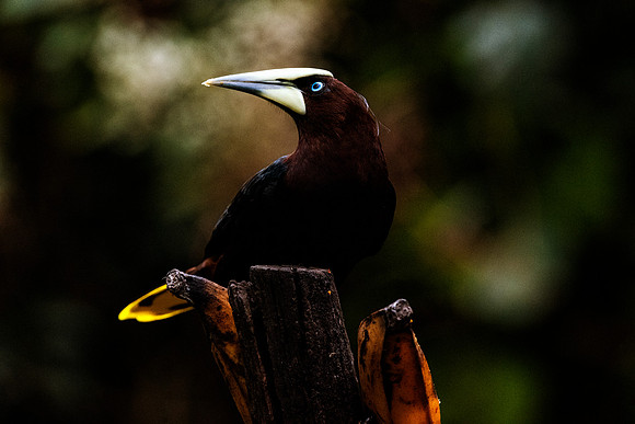 Chested Headed Oropendola