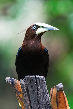 Chested Headed Oropendola