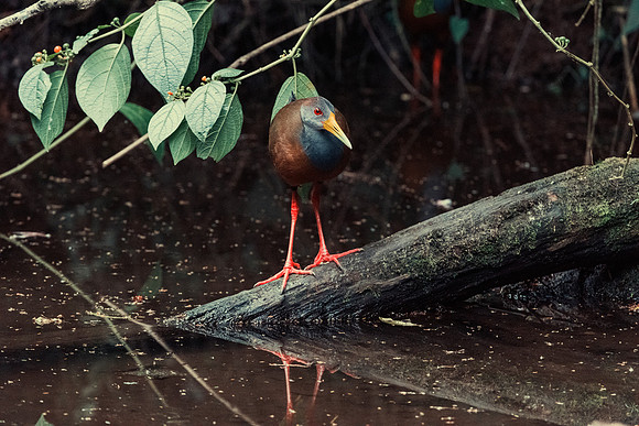 Grey Necked Wood Rail