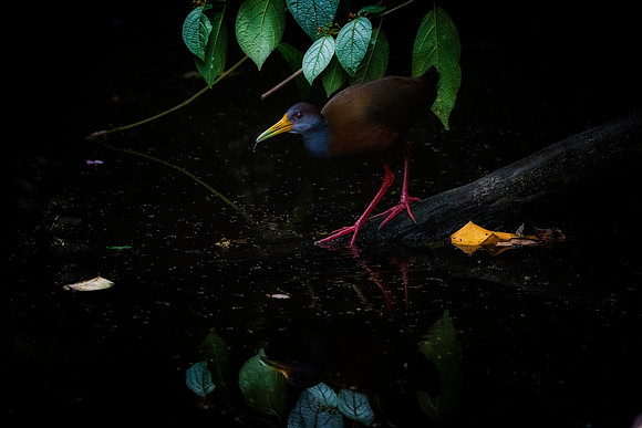 Grey Necked Wood Rail