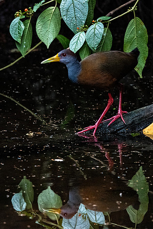 Grey Necked Wood Rail