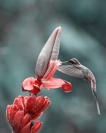 Long Billed Hermit