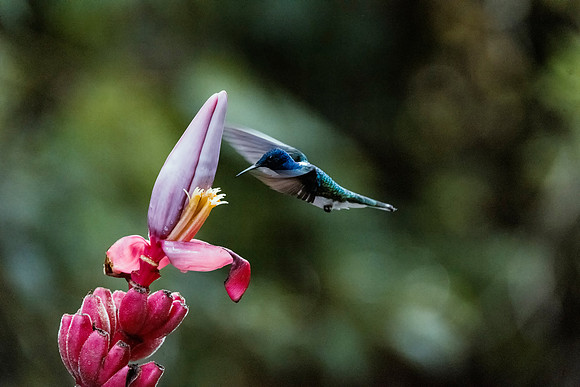White Necked Jacobin