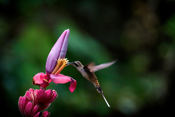 Long Billed Hermit