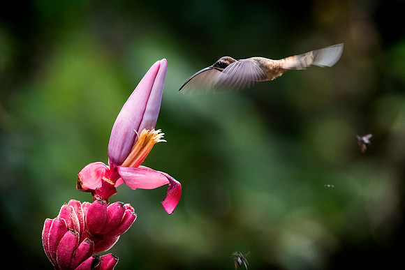 Long Billed Hermit