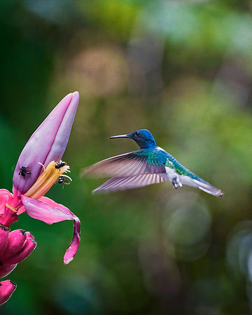 White Necked Jacobin