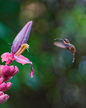 Long Billed Hermit
