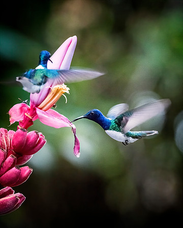 White Necked Jacobin