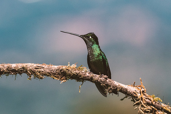 Green Crowned Brilliant