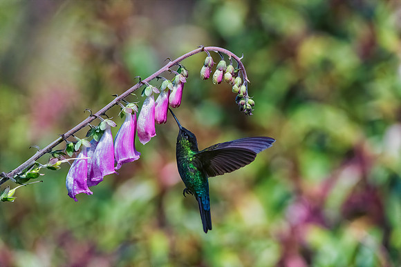 Violet Headed Hummingbird