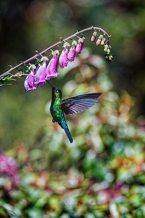 Violet Headed Hummingbird