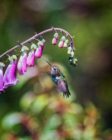 Volcano Hummingbird