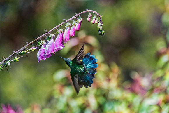 Feathers