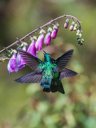 Wings