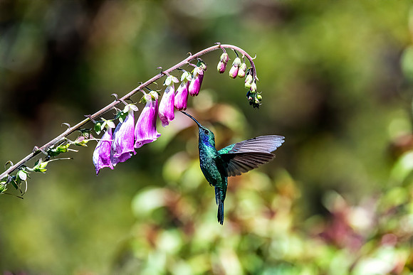 Green Violetear