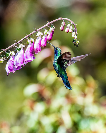 Green Violetear