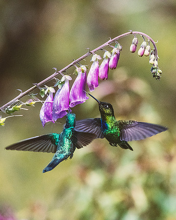 Violet Headed Hummingbird