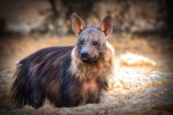 Africa, Bertazzoni, Botswana, Namibia, Nikon, "Wild Dog", aggressive, carnivorous, colors, desert, ears, mammals, nature, night, predator, sabres, safari, speed, speed., teeth