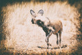 Hyenas & Wild Dogs
