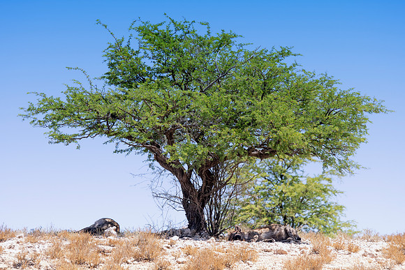 Africa, predator, Namibia, desert, Botswana, safari, teeth, sabres, colors, nature, carnivorous, Nikon, Bertazzoni, mammals, night, ears, speed, aggressive, speed. "Spotted Hyena"