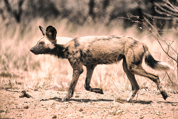 Africa, Bertazzoni, Botswana, Namibia, Nikon, aggressive, "Wild Dog", carnivorous, colors, desert, ears, mammals, nature, night, predator, sabres, safari, speed, speed., teeth