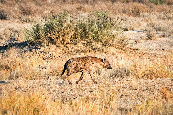 Africa, Bertazzoni, Botswana, Namibia, Nikon, "Spotted Hyena", aggressive, carnivorous, colors, desert, ears, mammals, nature, night, predator, sabres, safari, speed, speed., teeth