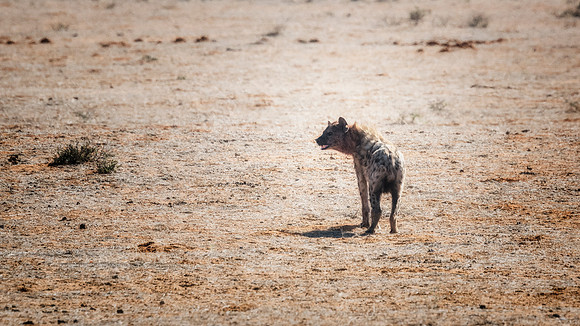 Spotted Hyena
