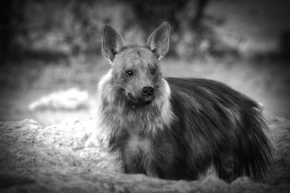 Africa, Bertazzoni, Botswana, Namibia, Nikon, "Wild Dog", aggressive, carnivorous, colors, desert, ears, mammals, nature, night, predator, sabres, safari, speed, speed., teeth