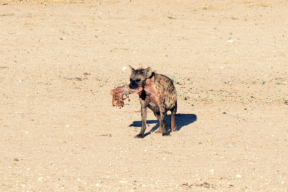 Africa, predator, Namibia, desert, Botswana, safari, teeth, sabres, colors, nature, carnivorous, Nikon, Bertazzoni, mammals, night, ears, speed, aggressive, speed. "Spotted Hyena"