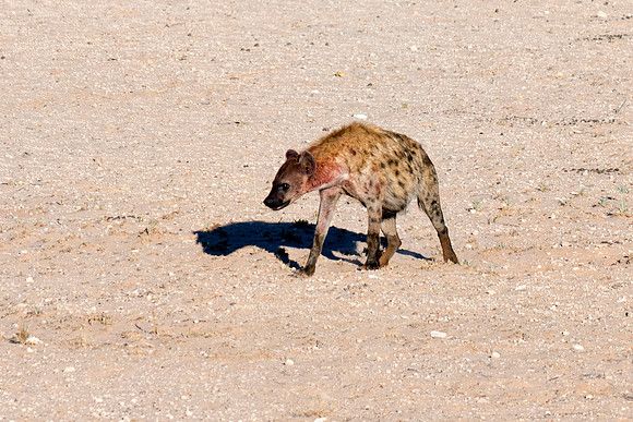 Africa, predator, Namibia, desert, Botswana, safari, teeth, sabres, colors, nature, carnivorous, Nikon, Bertazzoni, mammals, night, ears, speed, aggressive, speed. "Spotted Hyena"