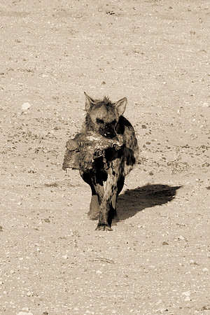 Africa, predator, Namibia, desert, Botswana, safari, teeth, sabres, colors, nature, carnivorous, Nikon, Bertazzoni, mammals, night, ears, speed, aggressive, speed. "Spotted Hyena"