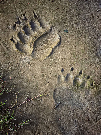 Grizzly's Signature
