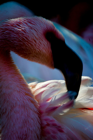 beak, feathers, flamingo, highlights, migration, pond, shade, swamps, zoo