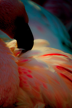 Feathers