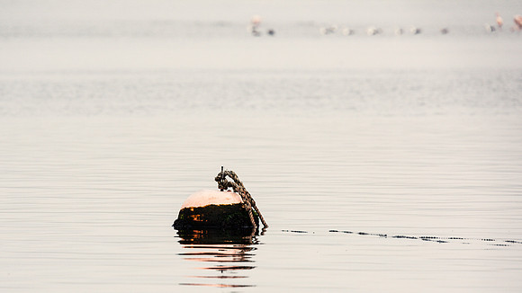 Buoy