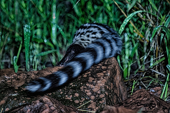 Africa, Kenya, Namibia, cat, feline, night, running, tail