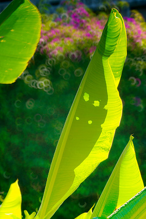 Caribbean, details, "mirror lens", palm, "palm leafs", reflections