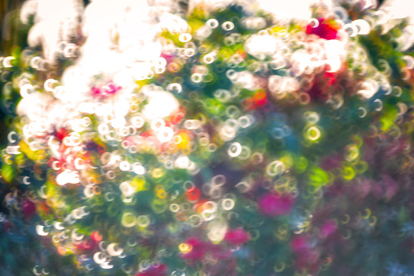 abstract, rings, colors, foliage, flowers, artistic, scenic, Nikon, Bertazzoni, details, circles, blur, bokeh