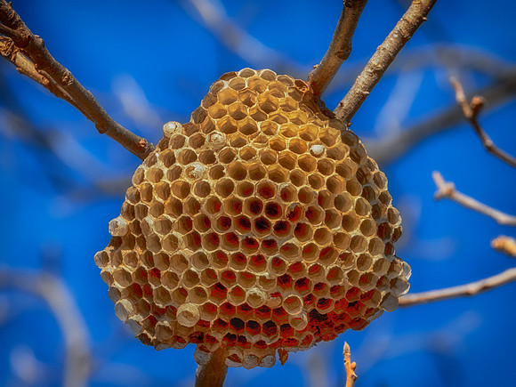 Hive