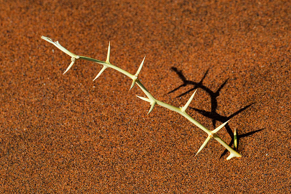 shrub, desert, abstract, nature, artistic, sand, colors, details, Nikon, Bertazzoni