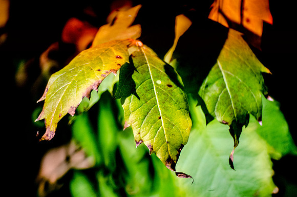 Leafs, autumn, canada, colors, forest, garden, park, structure, tree
