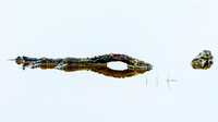 Tree Root