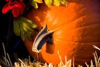 Halloween, detail, details, highlight, macro, orange, pie, pumpkin, vegetables