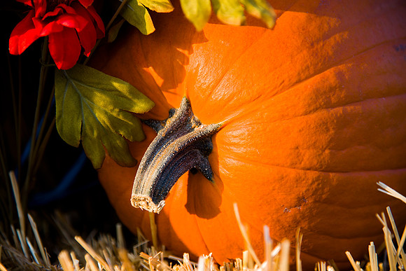 Halloween, detail, details, highlight, macro, orange, pie, pumpkin, vegetables