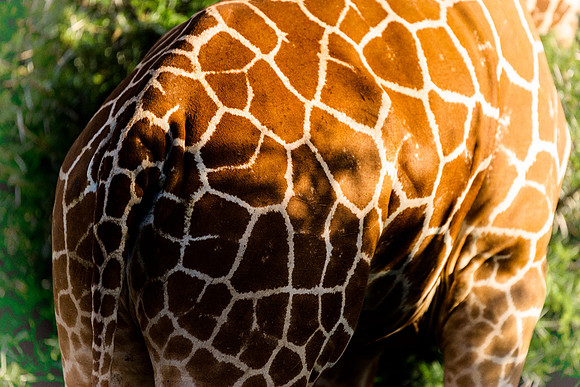 Africa, Bertazzoni, Botswana, Kenya, Namibia, Nikon, "South Africa", Tanzania, Zambia, Zimbabwe, color, giraffe, jungle, "long neck", neck, pattern, prey, running, safari, savanna, speed, zoo, "reticu